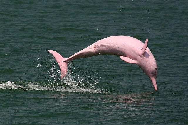 10 animales que debes observar en la selva tropical