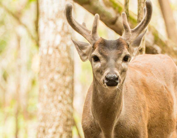 10 animales que debes observar en la selva tropical