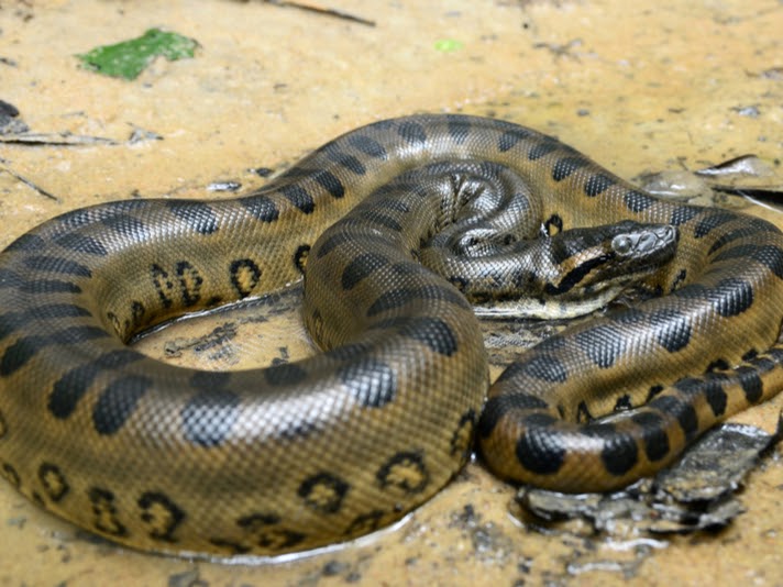 10 animales que debes observar en la selva tropical
