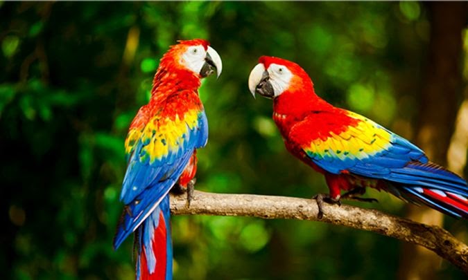 10 animales que debes observar en la selva tropical