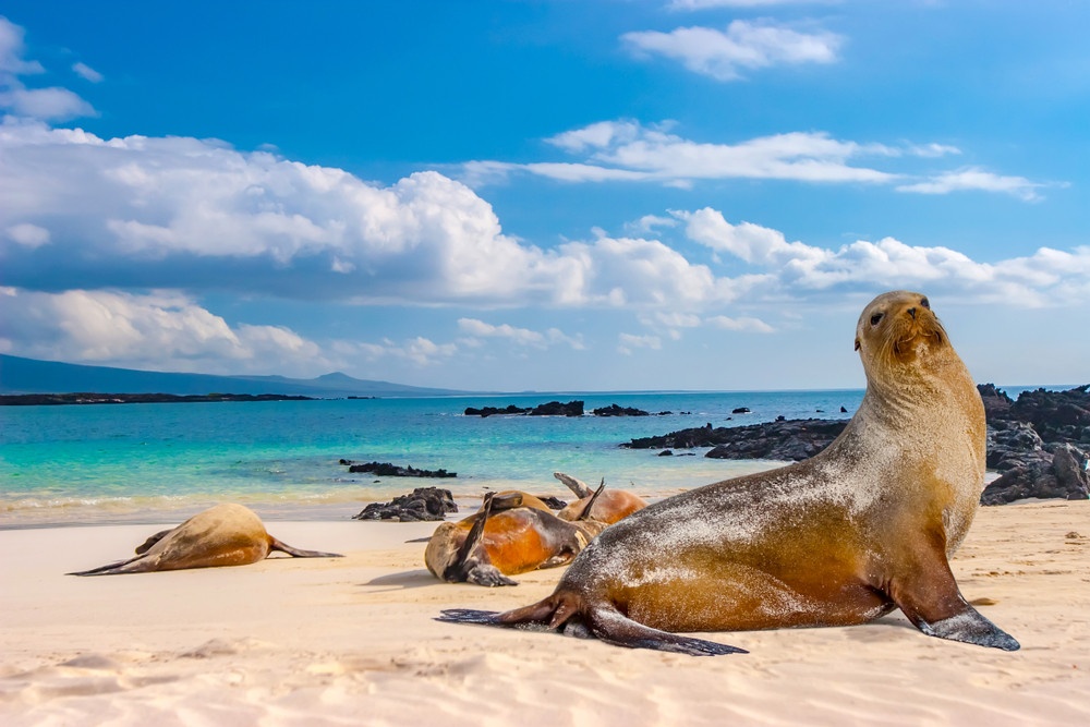 Descubre la fascinante vida marina de las Islas Galápagos