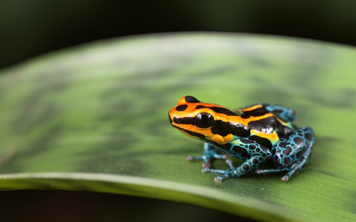 10 animales que debes observar en la selva tropical