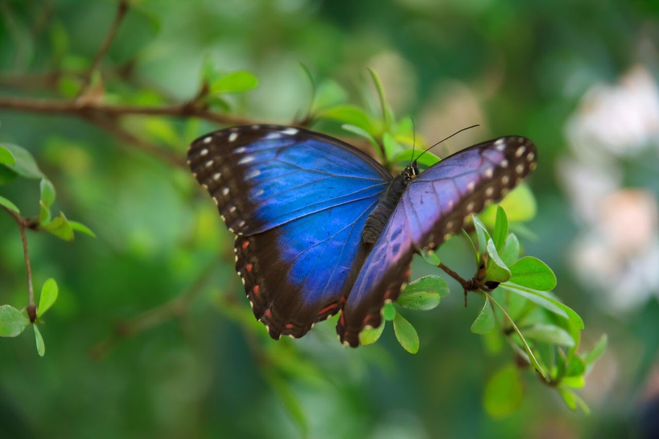 10 animales que debes observar en la selva tropical