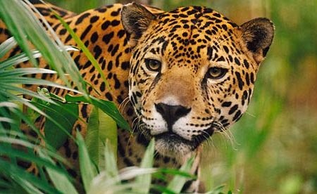 10 animales que debes observar en la selva tropical