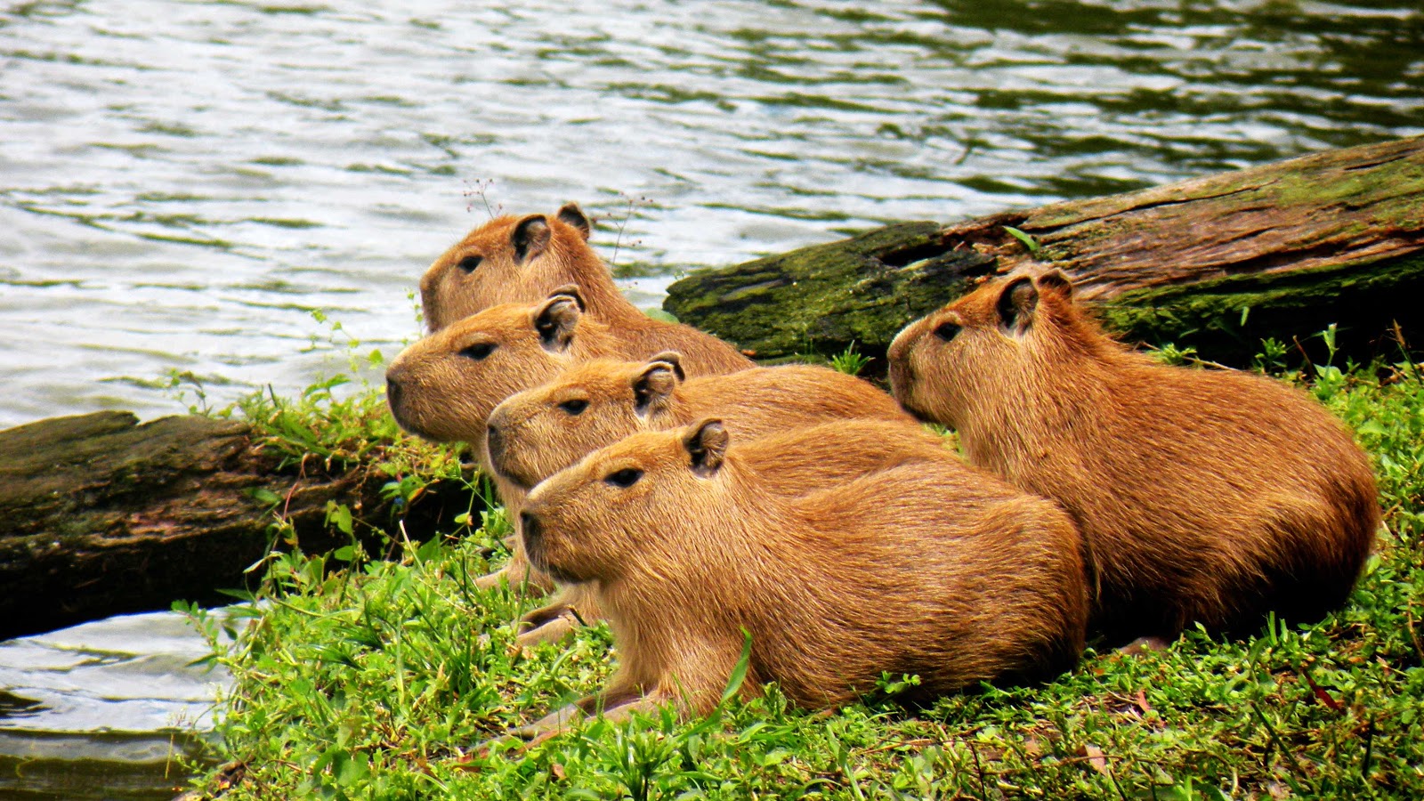 10 animales que debes observar en la selva tropical
