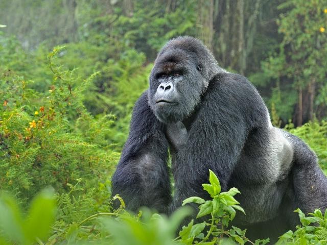 10 animales que debes observar en la selva tropical