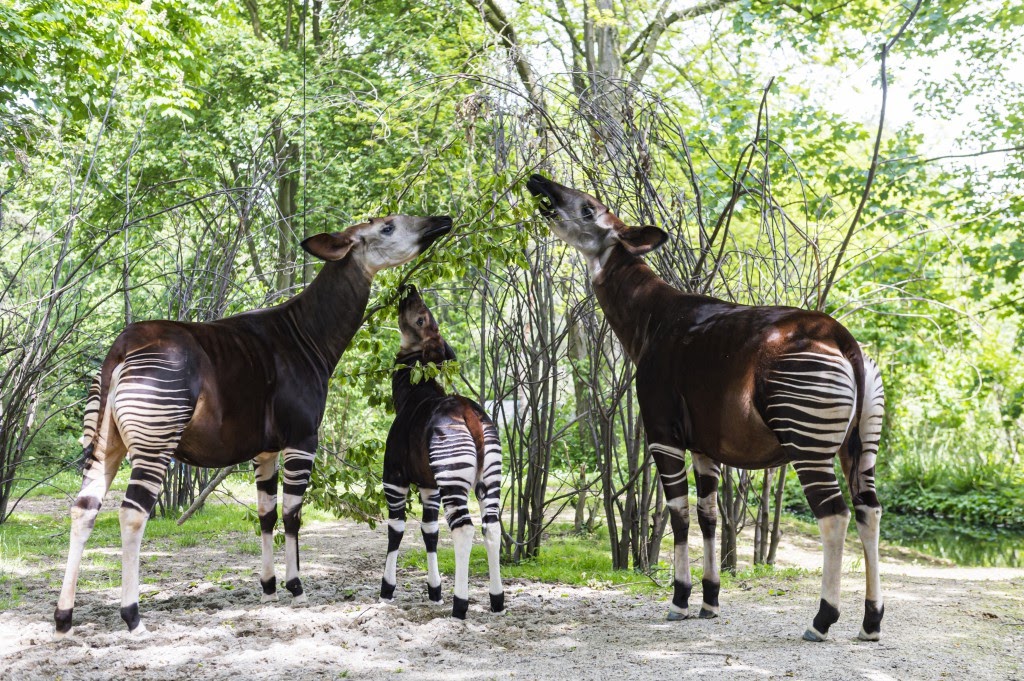10 animales que debes observar en la selva tropical