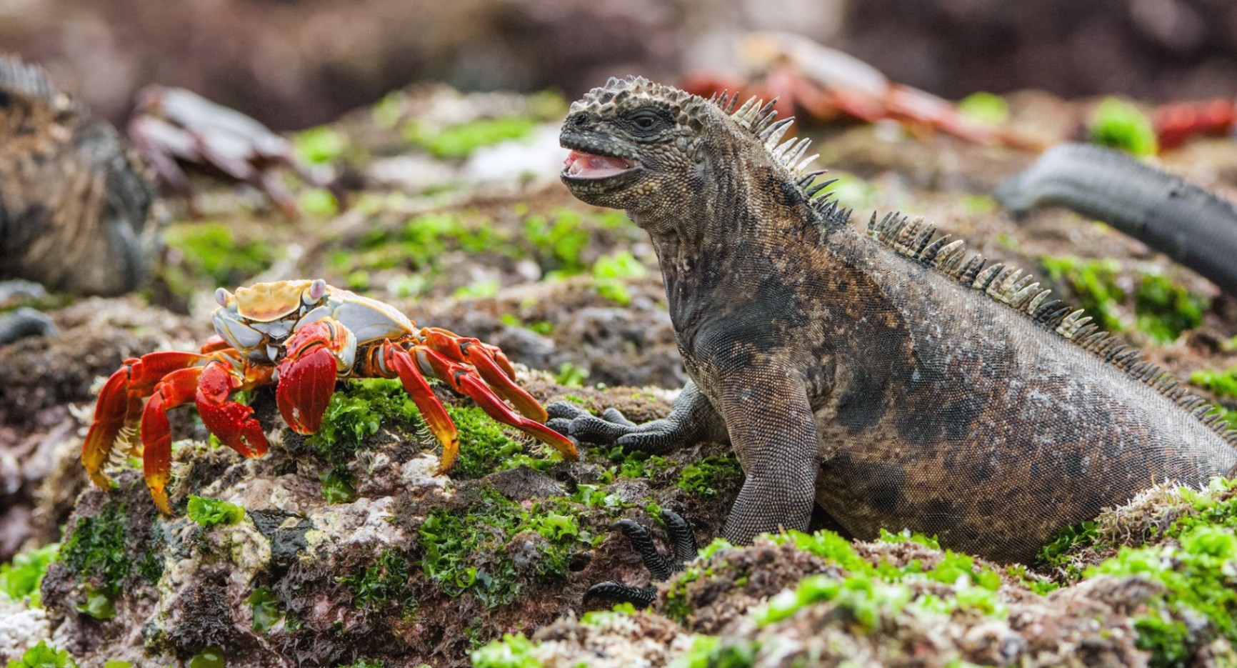 Descubre la fascinante vida marina de las Islas Galápagos
