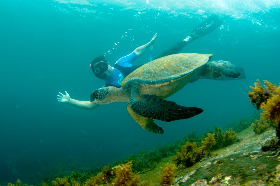 Descubre la fascinante vida marina de las Islas Galápagos